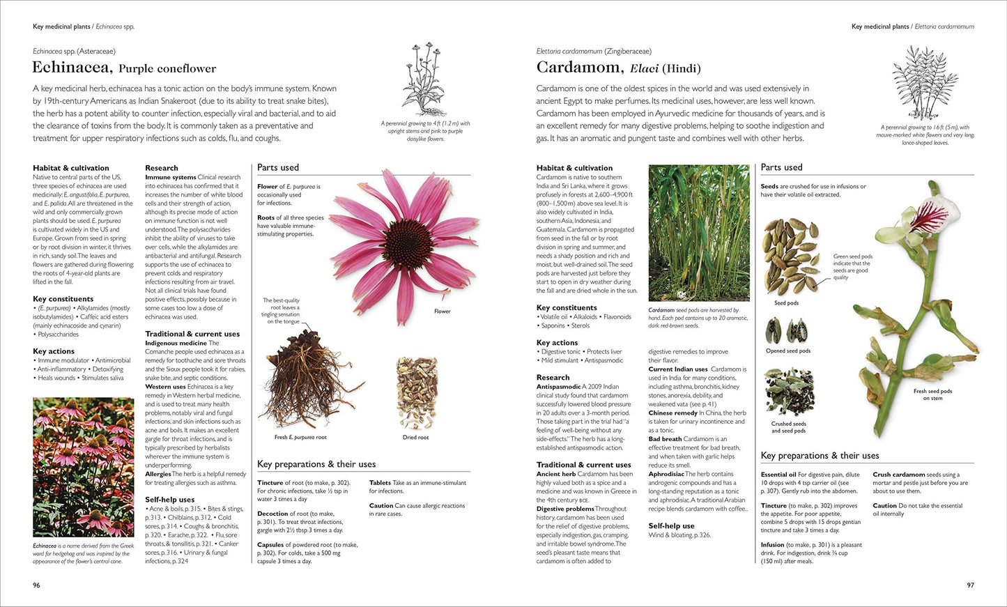 Encyclopedia of Herbal Medicine New Edition: 560 Herbs and Remedies for Common Ailments